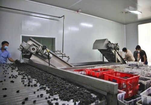 鹽邊縣 深化果桑產業布局，加快酒制品生產推動產業鏈延伸